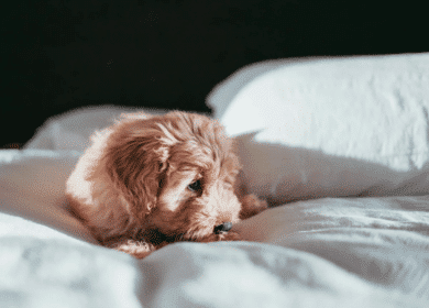 A small light-brown puppy lies on a white bed, looking off to the side in soft natural light.